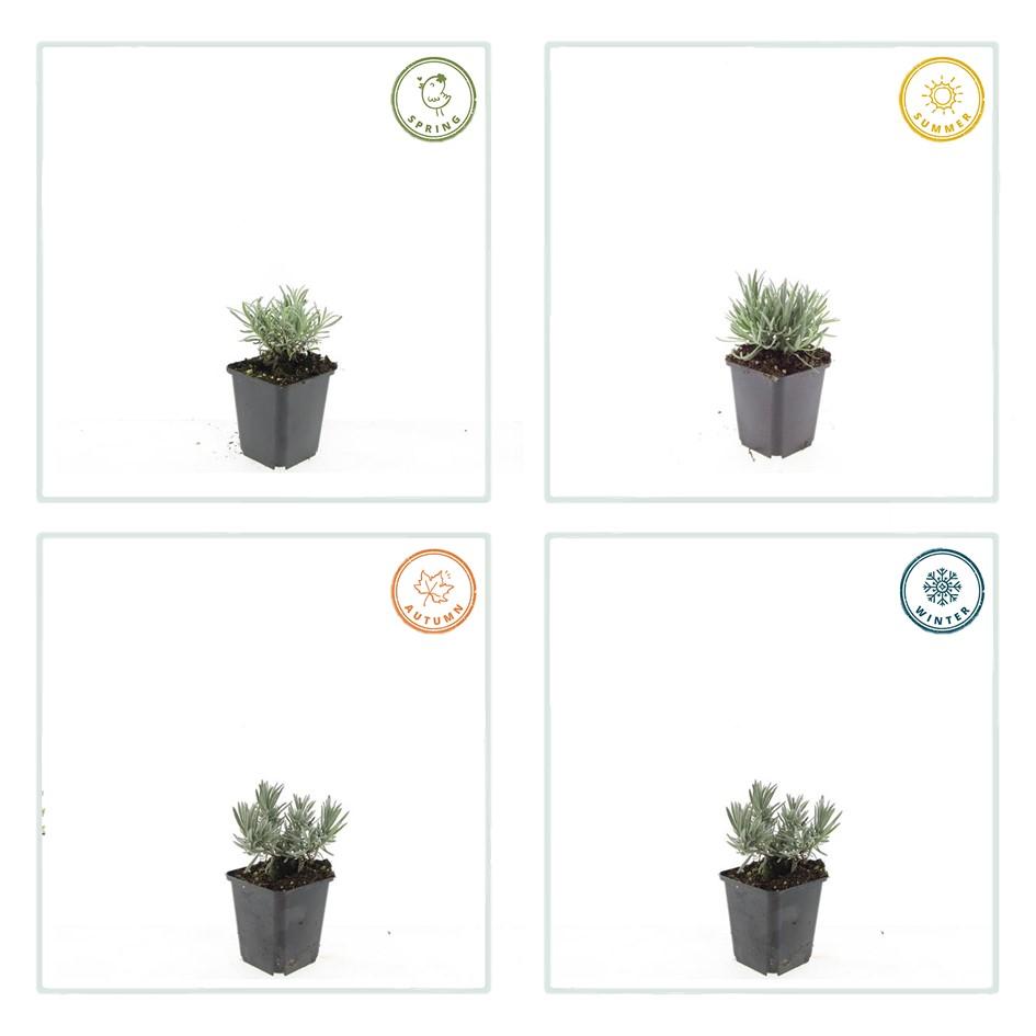 Lavandula intermedia ‘Edelweiss’ – 24 Pflanzen Ø 9 cm – Weißblühender Lavendel mit intensivem Duft