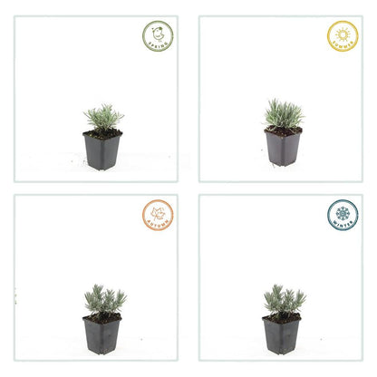 Lavandula intermedia ‘Edelweiss’ – 24 Pflanzen Ø 9 cm – Weißblühender Lavendel mit intensivem Duft