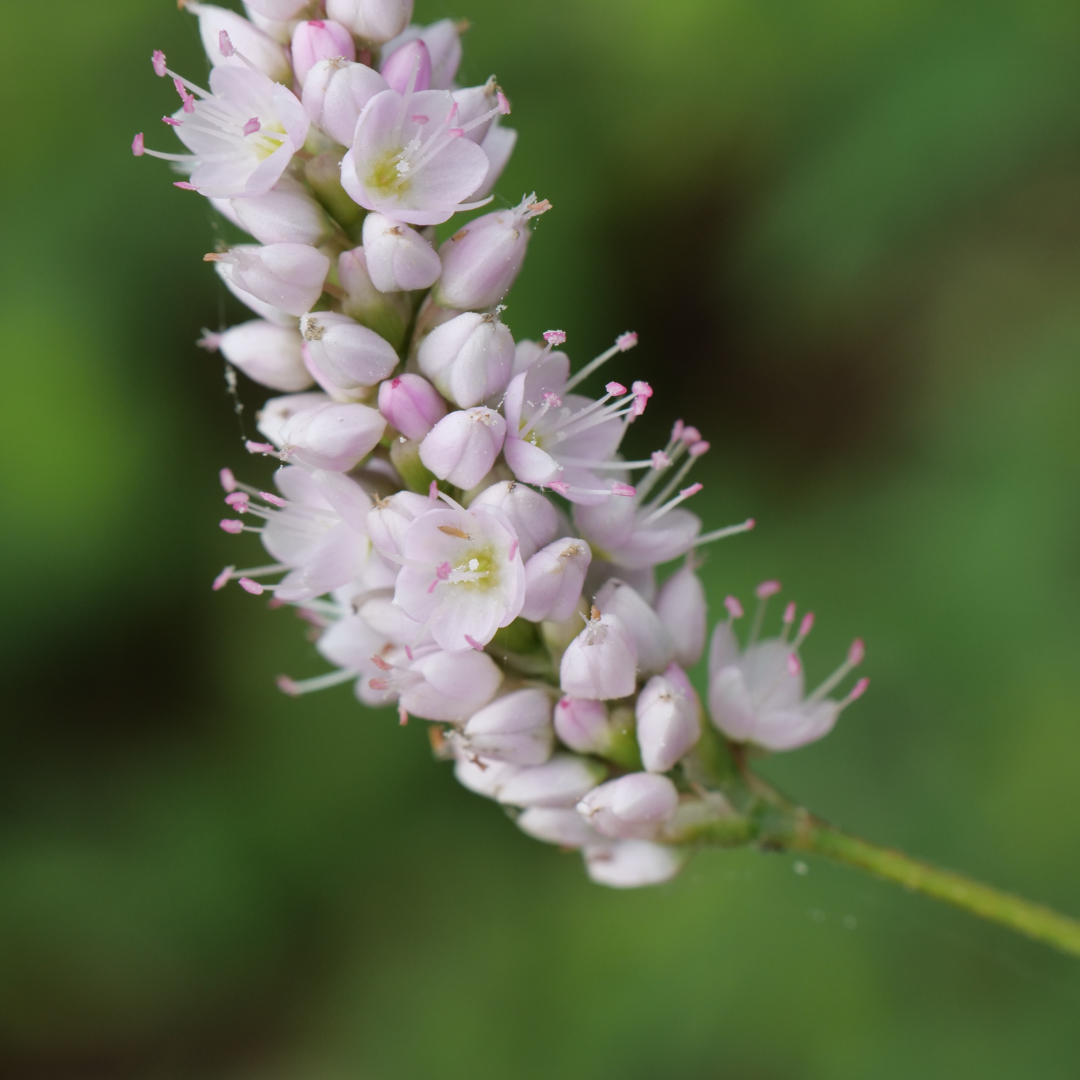 6x Persicaria bistorta &