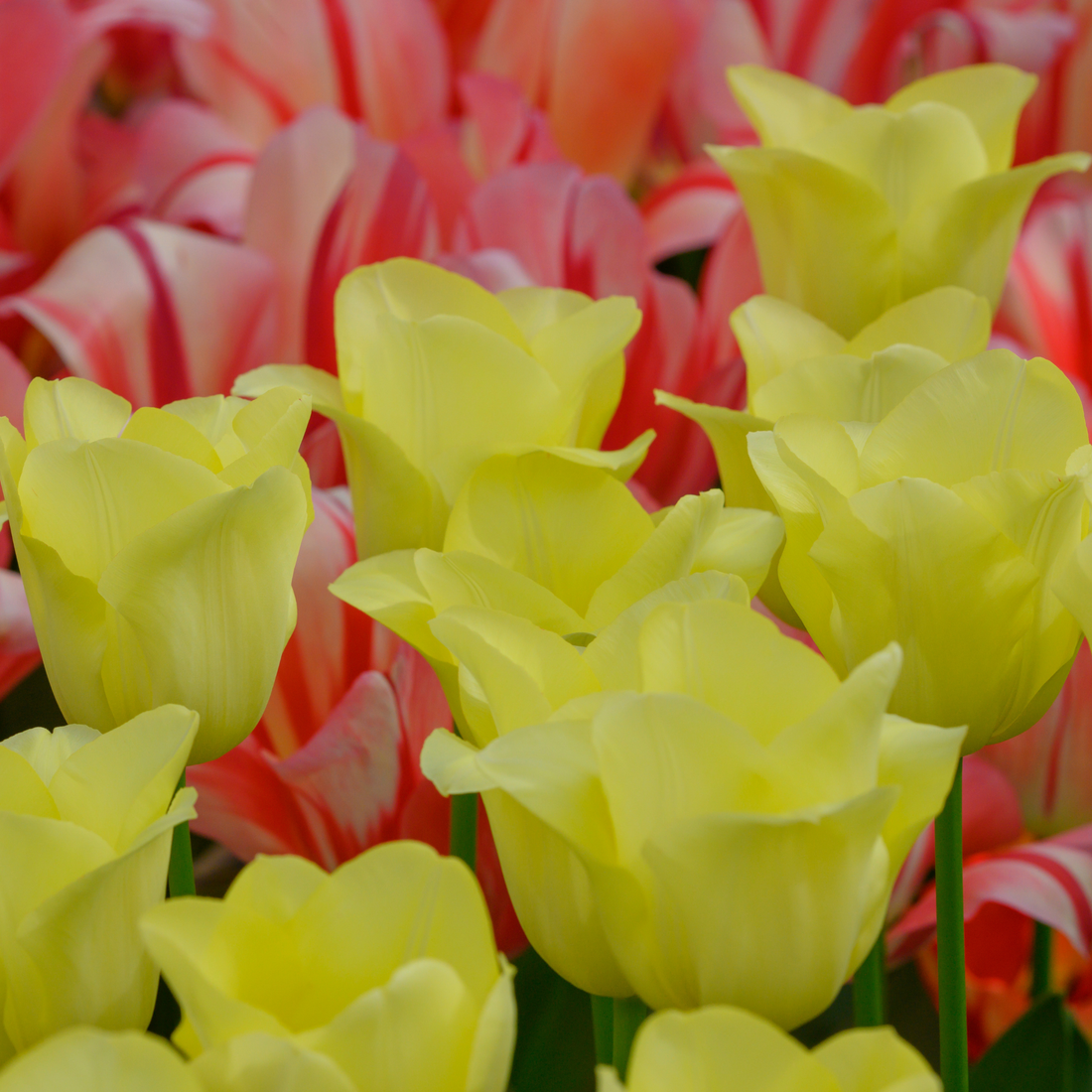 Tulpenzwiebeln World Friendship – 20er-Pack | Zartgelb &amp; harmonisch