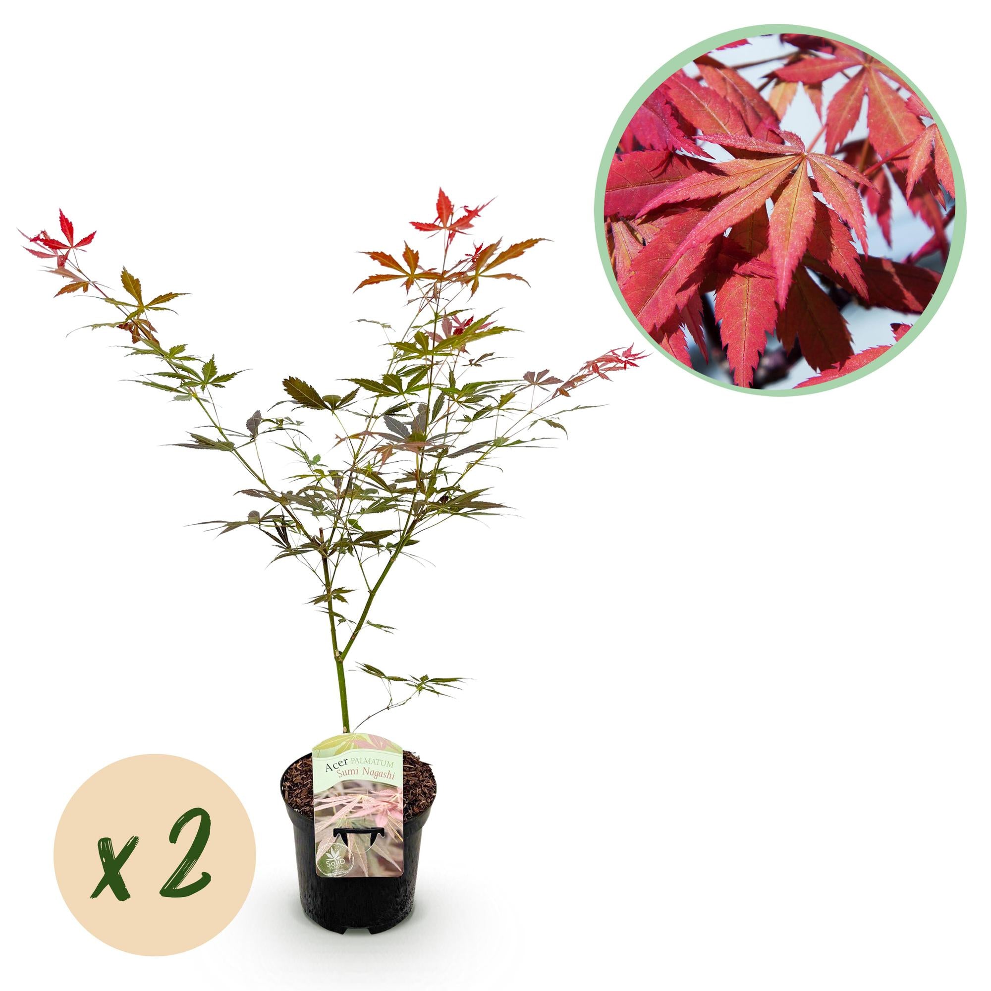 Japanischer Ahorn - Acer palmatum Sumi-nagashi - Rot - 2 Pflanzen - Laubabwerfend - Topf 19cm Höhe 70cm