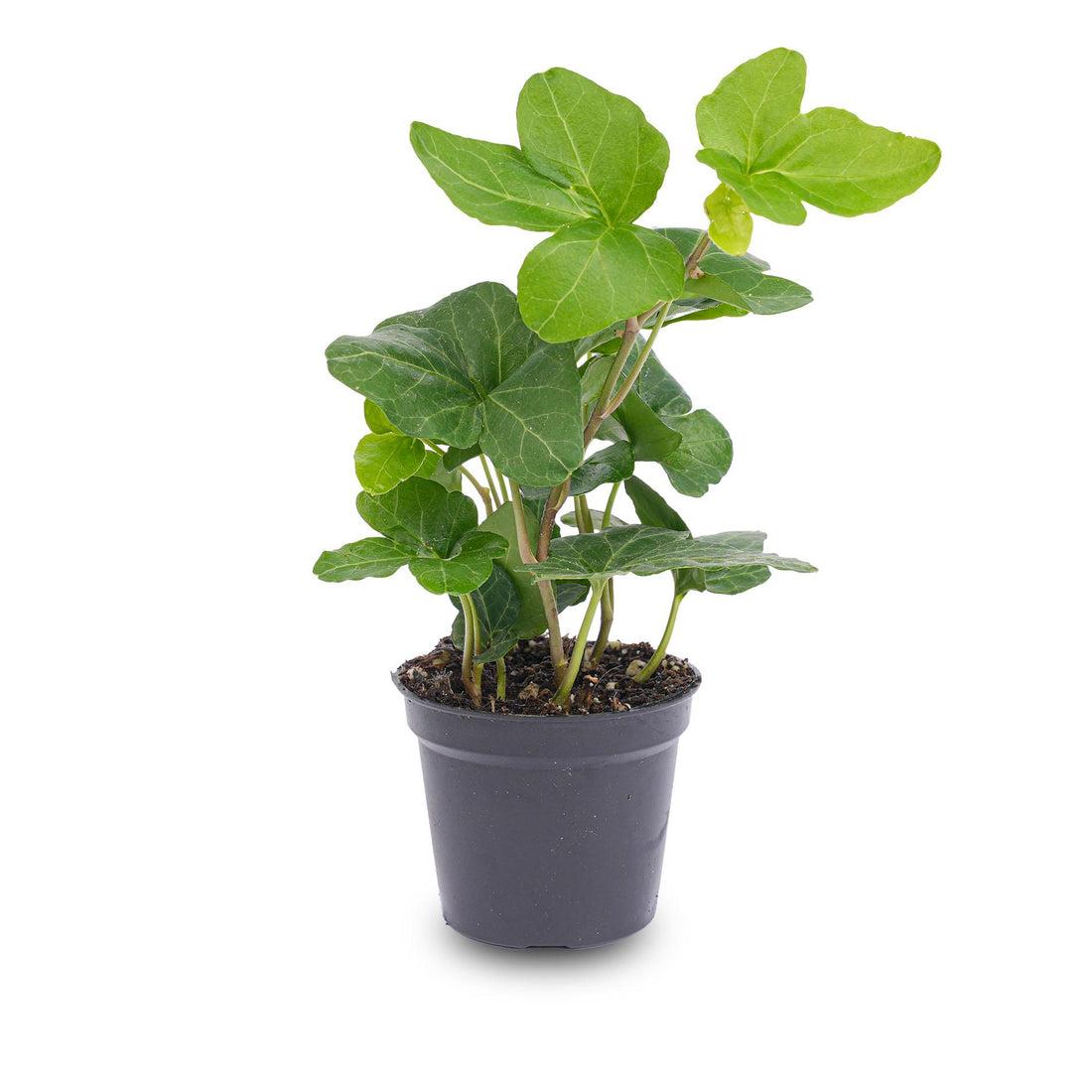 Hedera helix Ø 6 cm Zimmerpflanze &amp; Terrarienpflanze