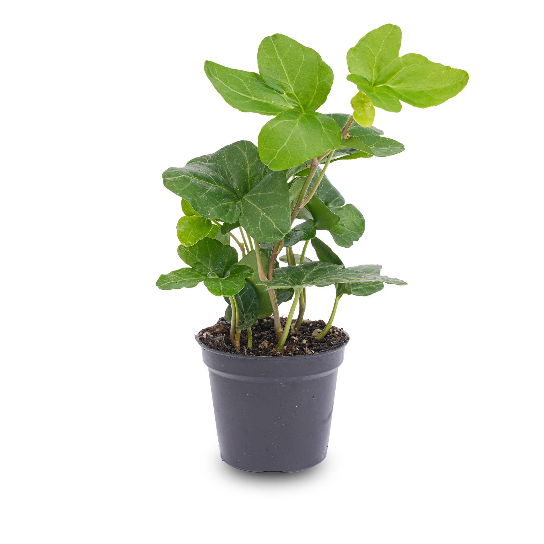 Hedera helix Ø 6 cm Zimmerpflanze &amp; Terrarienpflanze