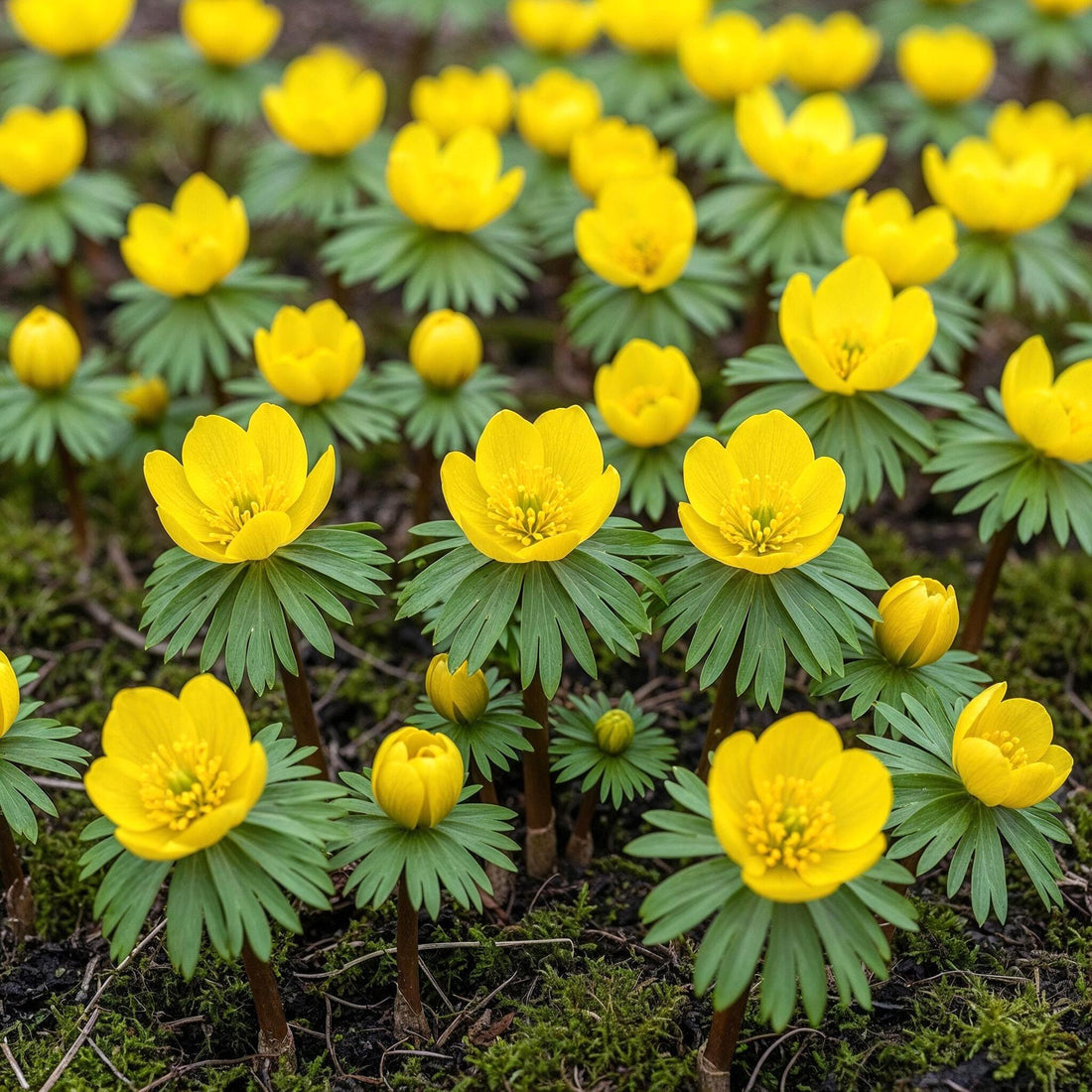 Blumenzwiebeln Eranthis Cilicica | 25 Stück Gelb – Zwiebelgröße 4/5 – XXL Pack