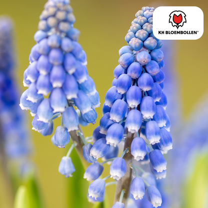 Muscari Blue Moon – 20 Stück | Zarte Traubenhyazinthen