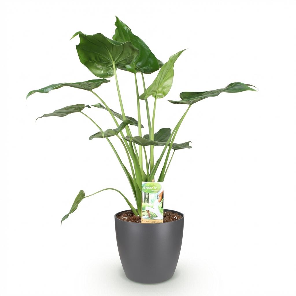 Alocasia Cucullata - Buddha-Hand - 1 Pflanze mit Topf Potter Weiß, Grau Höhe 65-70cm