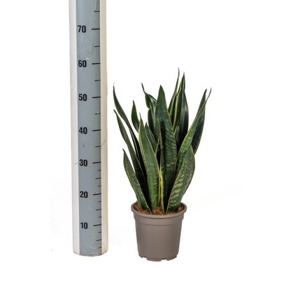 Sansevieria Futura Black – Elegante Schwiegermutterzunge
