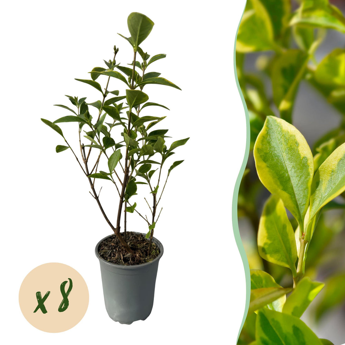 Ligustrum &