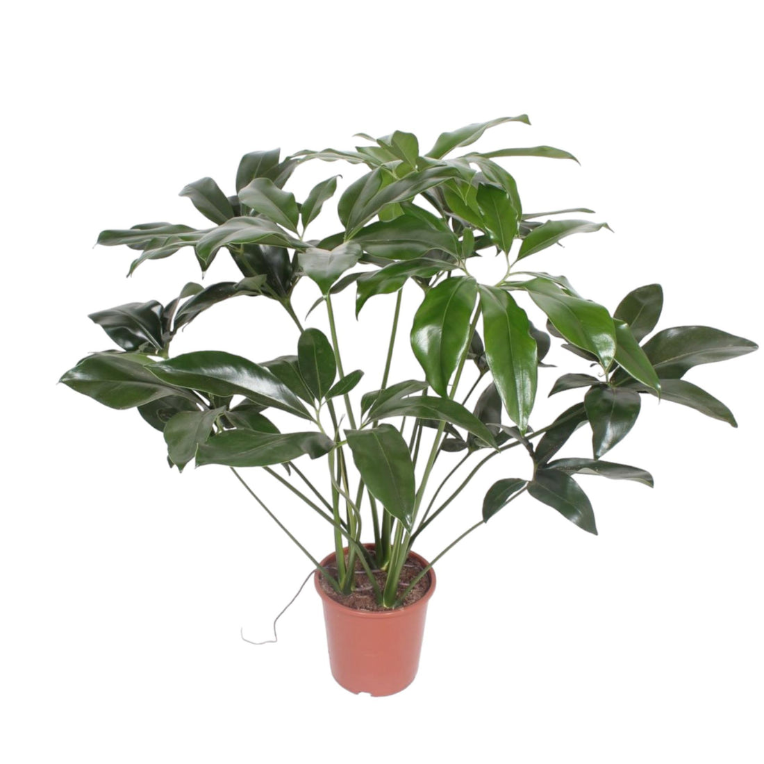 Philodendron Green Wonder | Exotische Zimmerpflanze mit großen Blättern – Immergrün &amp; Pflegeleicht