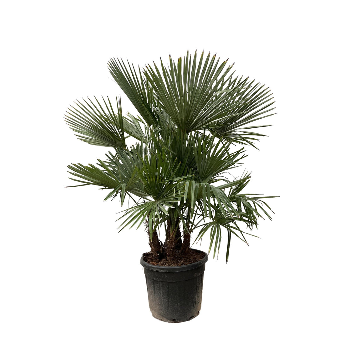 Trachycarpus fortunei Multistamm – Winterharte Hanfpalme – ca. 230 cm – Ø50 cm Topf – Exotischer Blickfang