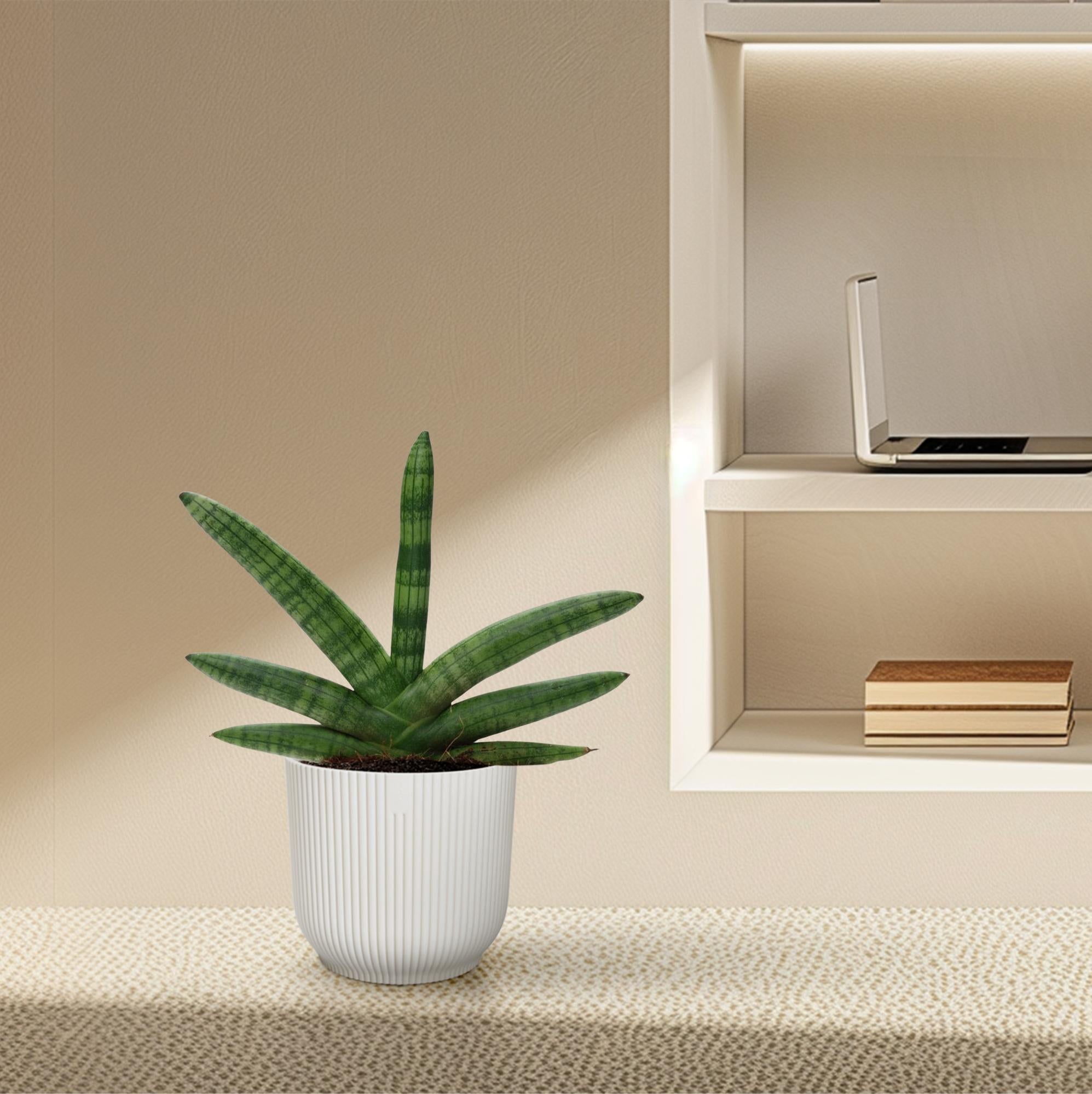 Sansevieria ‘Skyline’ – 25 cm kompakte Design‑Pflanze