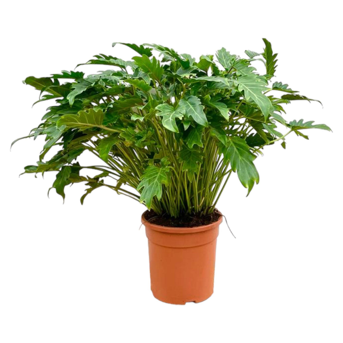 Philodendron Xanadu 80 cm | Tropische Zimmerpflanze im Ø27 cm Topf – Immergrün &amp; Pflegeleicht