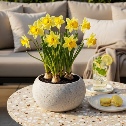 Blumenzwiebeln Narzisse Carlton | 15 Stück Gelb – Knollengröße 12/14 – XXL Pack