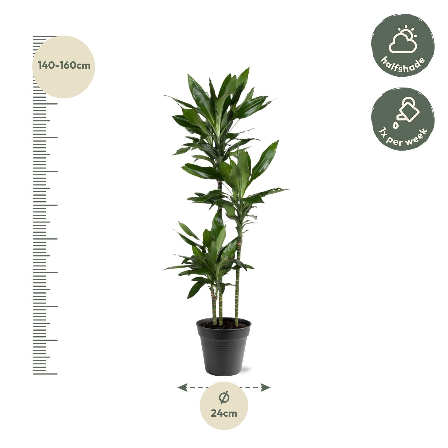 Dracaena Janet Lind – Elegante &amp; pflegeleichte Zimmerpflanze