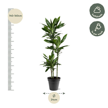 Dracaena Janet Lind – Elegante &amp; pflegeleichte Zimmerpflanze