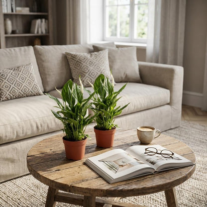 Spathiphyllum Einblatt - 2 Stück - Ø 12 cm - Höhe: 35 - 40 cm