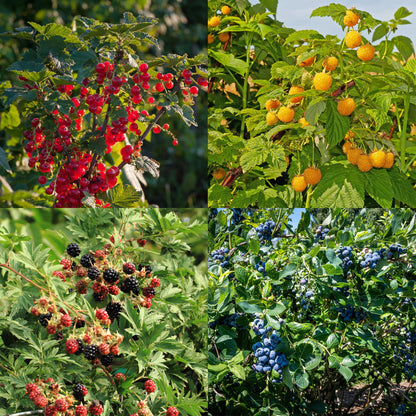Obstpflanzenmix - Rote Beere, Gelbe Himbeere, Schwarze Brombeere, Blaubeere - 4 Pflanzen - Topf 11cm Höhe 40cm