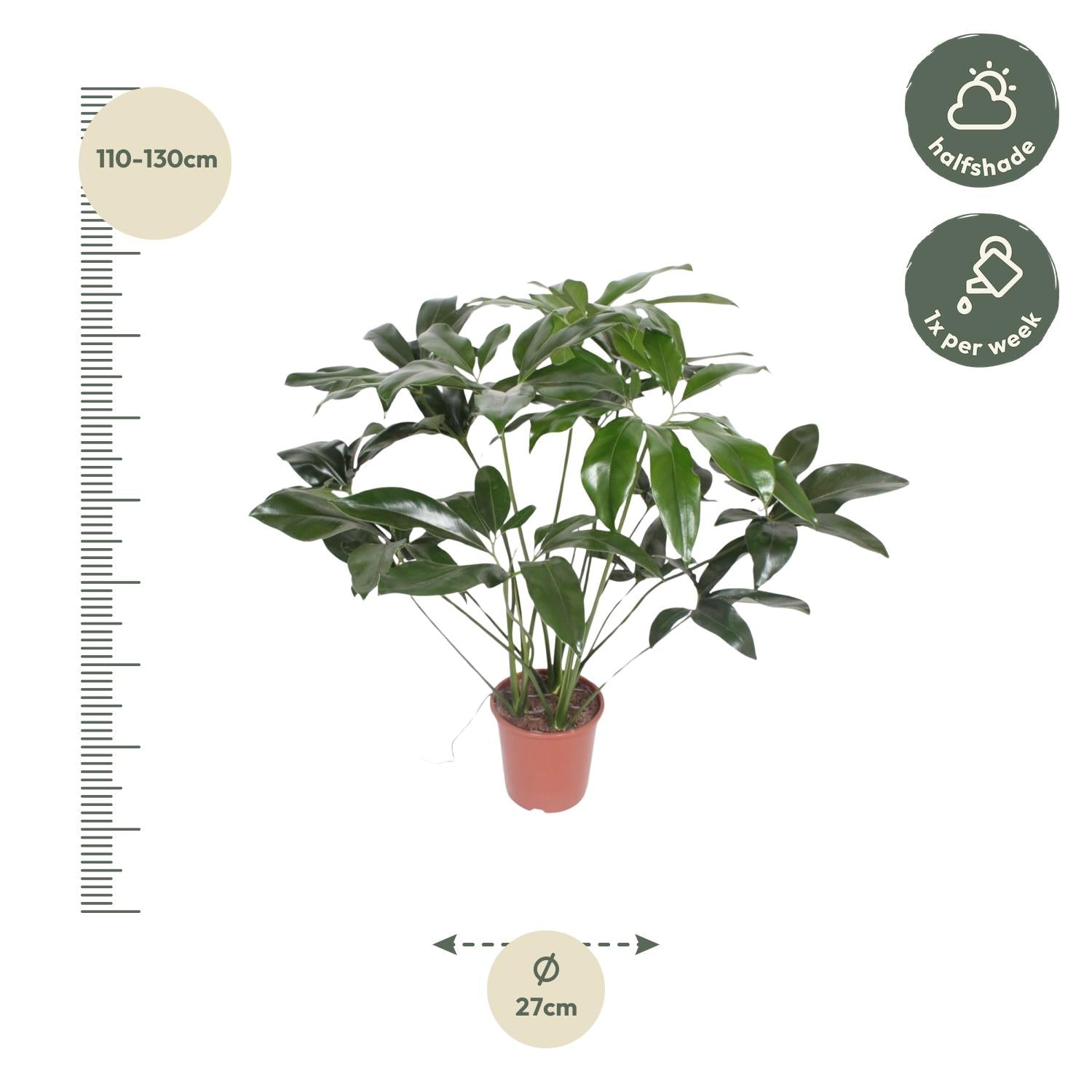 Philodendron Green Wonder | Exotische Zimmerpflanze mit großen Blättern – Immergrün &amp; Pflegeleicht