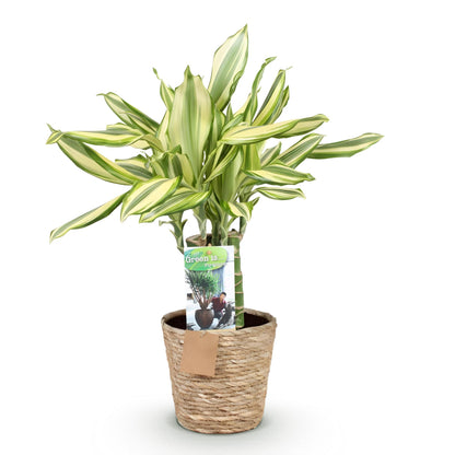 Dracaena fragrans Diamond Dream - Drachenbaum mit Korb - Höhe 50-55cm