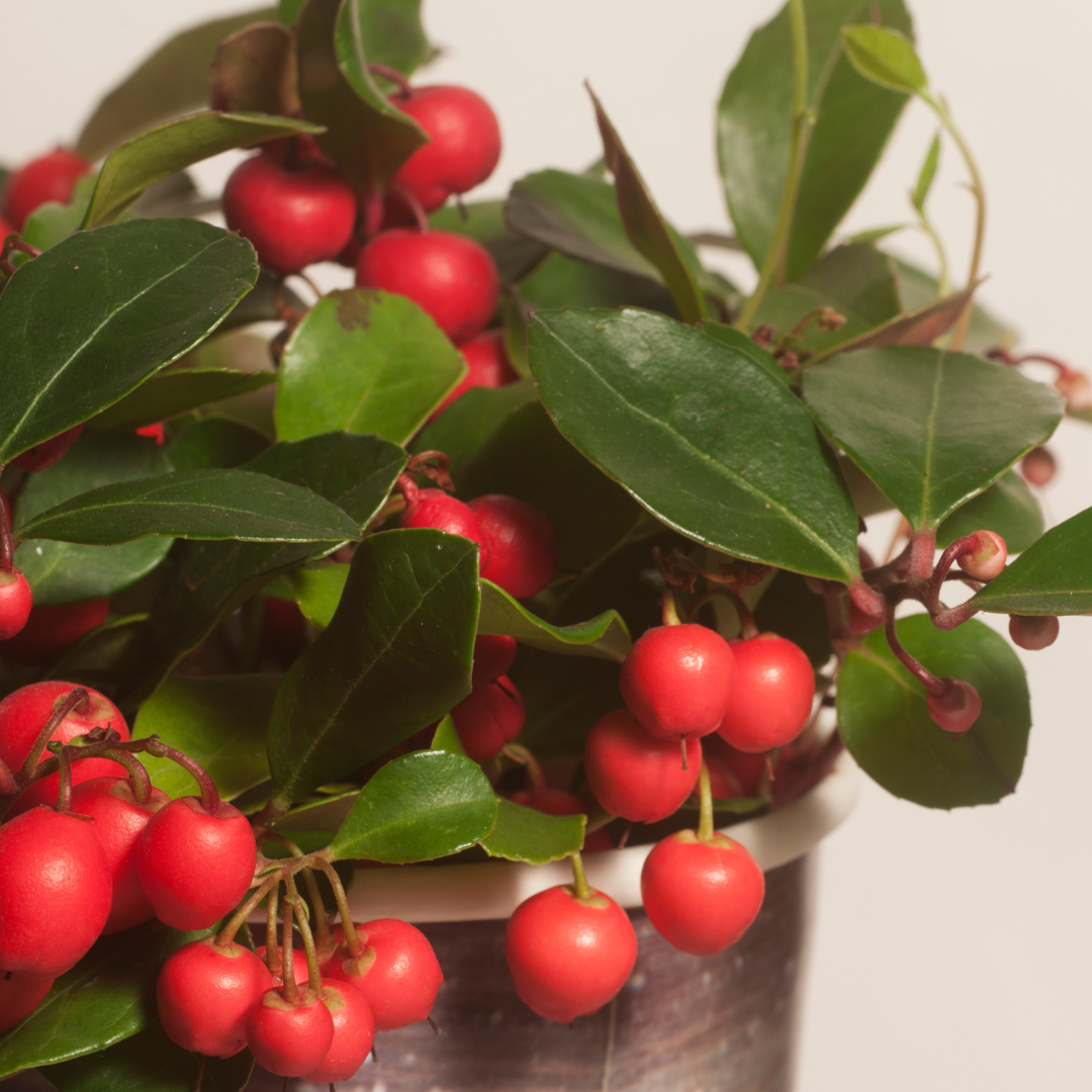 6x Gaultheria procumbens &