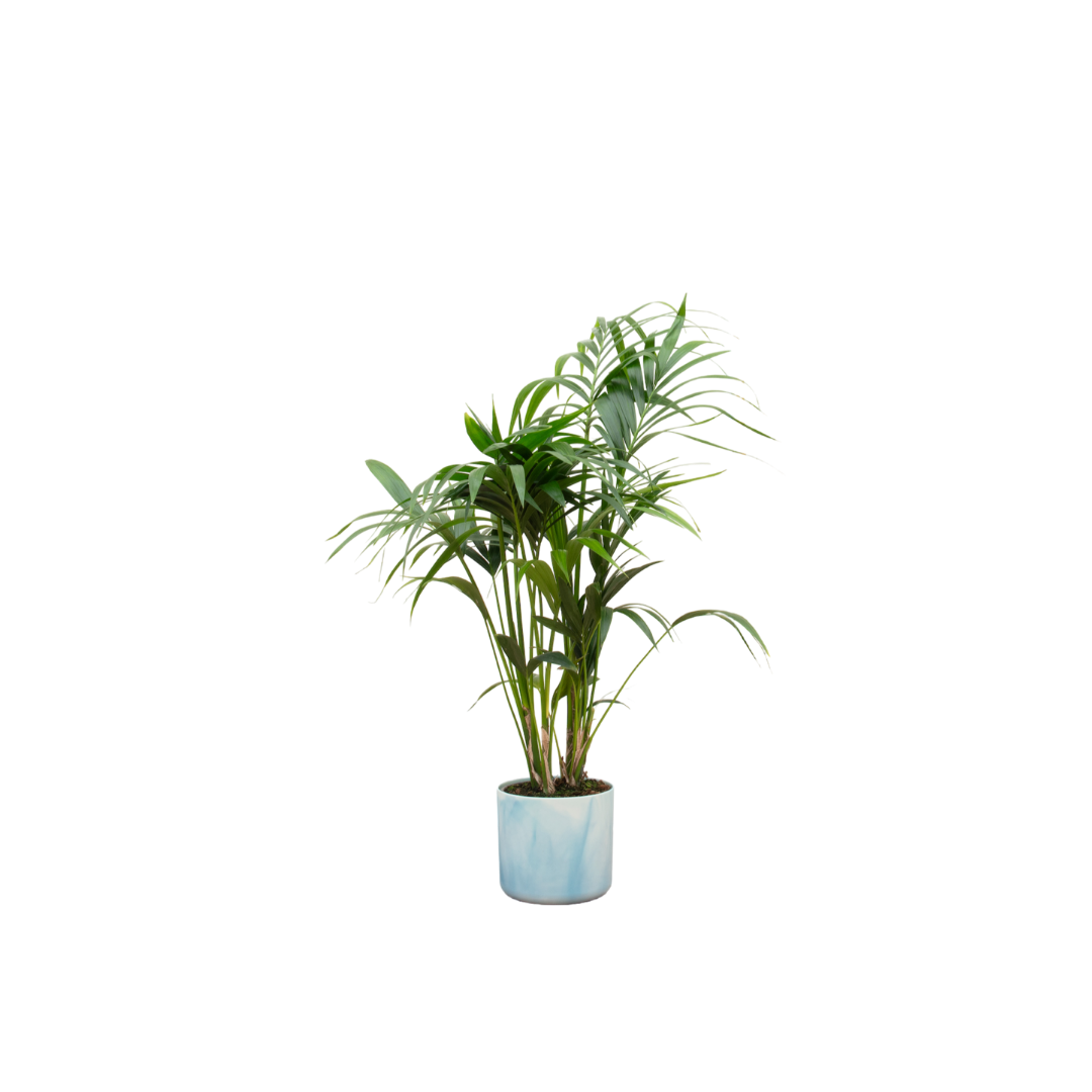 Kentia Palme 130 cm – Elegante Zimmerpalme im Topf
