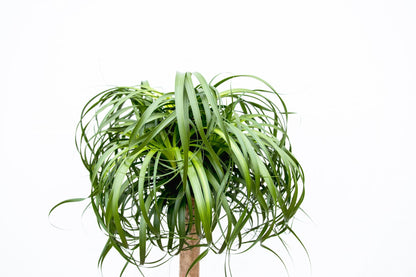 Beaucarnea XXL 180–210 cm – Elefantenfuß Zimmerpflanze