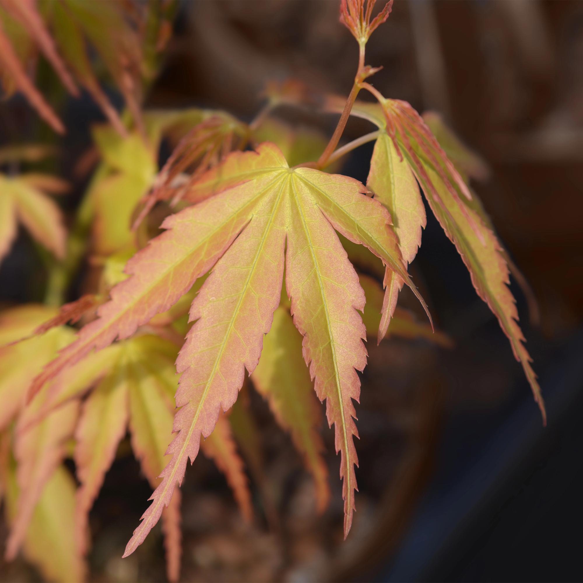 Japanischer Ahorn - Acer palmatum Katsura - Orange - 1 Pflanze - Laubabwerfend - Topf 19cm Höhe 70cm