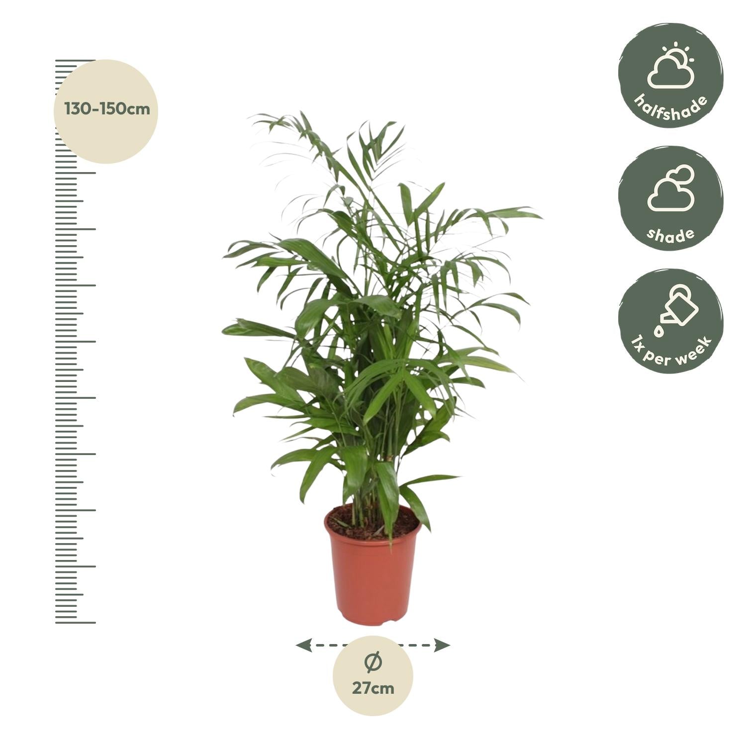 Chamaedorea Seifrizii – Elegante Bambuspalme für Innenräume