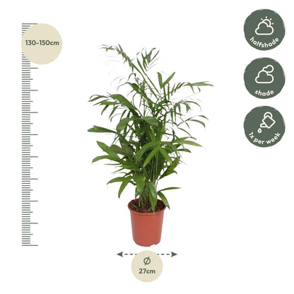 Chamaedorea Seifrizii – Elegante Bambuspalme für Innenräume
