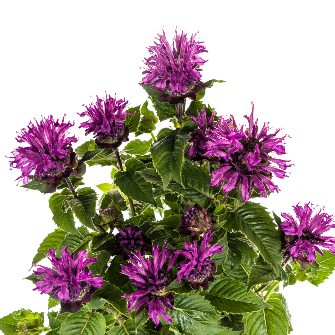Monarda Didyma Purple Ø19cm - ↕45 - 60cm
