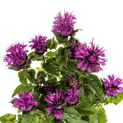 Monarda Didyma Purple Ø19cm - ↕45 - 60cm