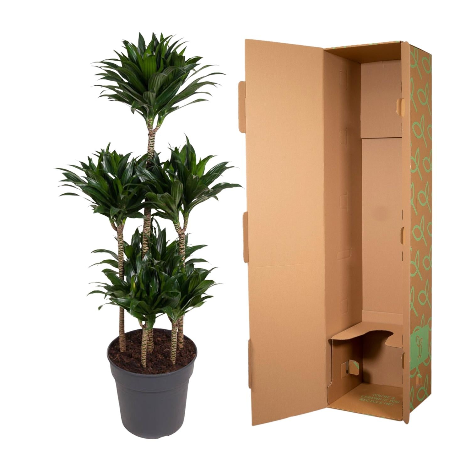 Dracaena Compacta – Pflegeleichte Zimmerpflanze für dein Zuhause