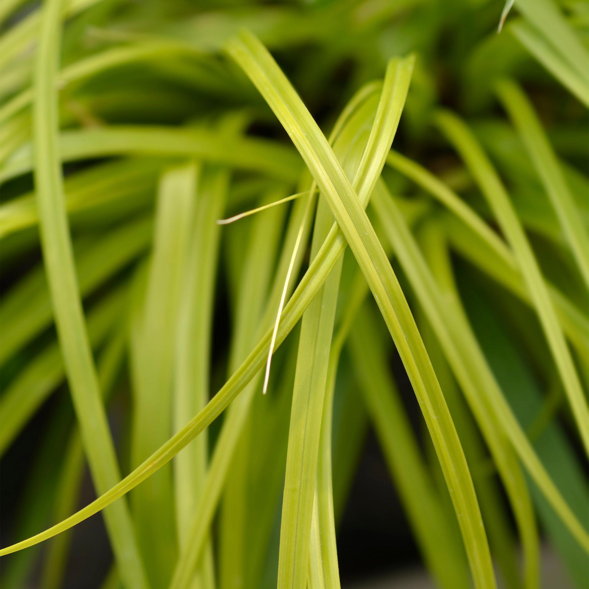 Carex &
