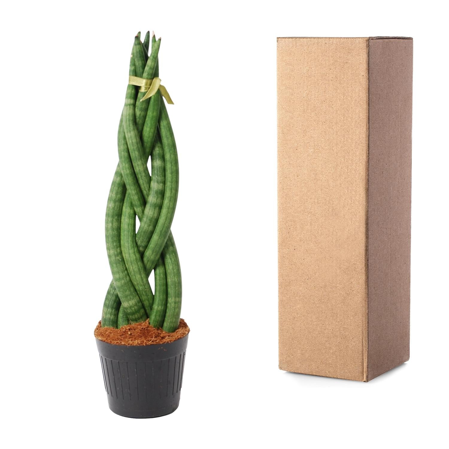 Sansevieria cylindrica ‘Twist’ – 40 cm Spiralen‑Bogenhanf