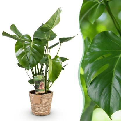 Monstera Deliciosa - Lochpflanze mit Korb in verschiedenen Größen