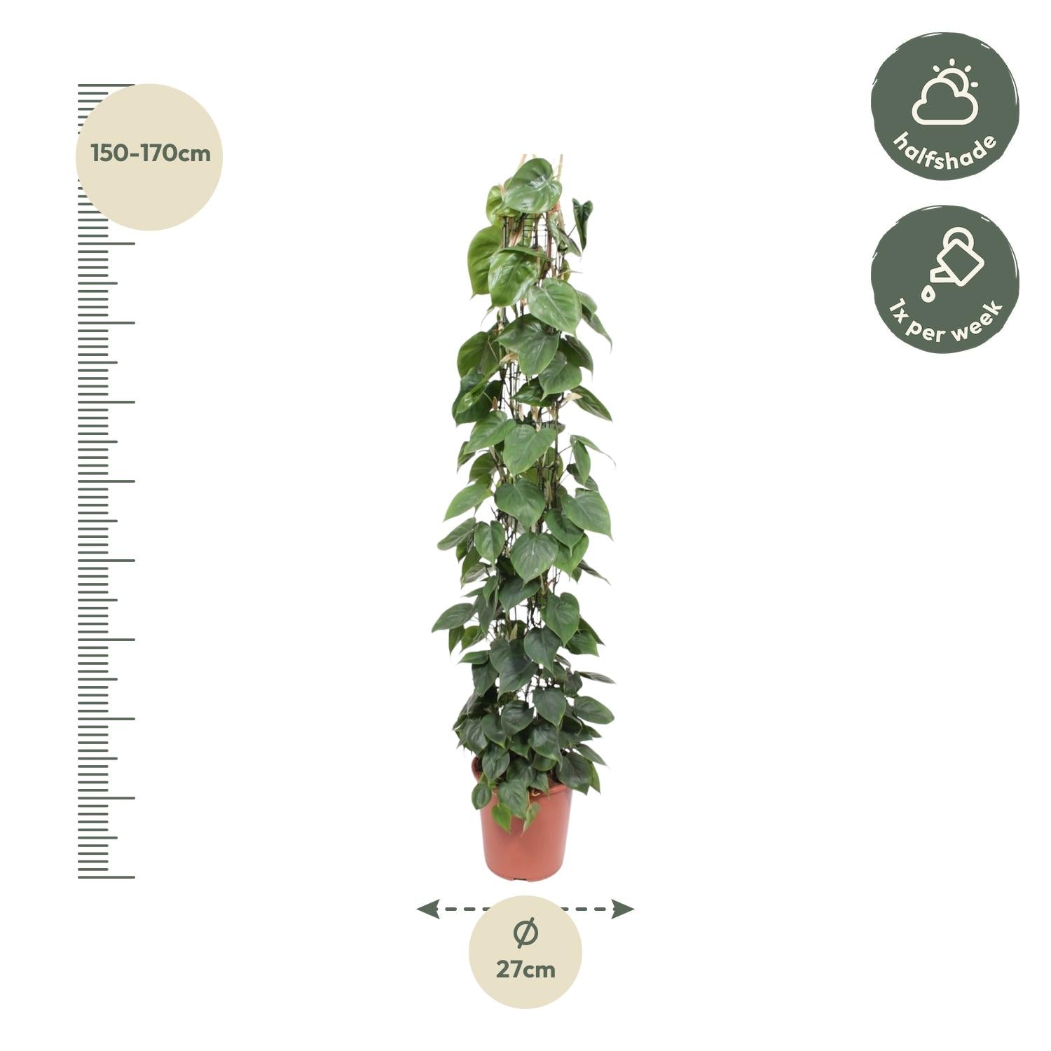 Philodendron scandens | Herzblatt-Philodendron – Pflegeleichte Kletter- &amp; Hängepflanze