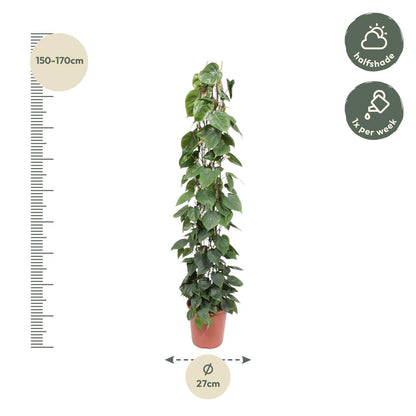 Philodendron scandens | Herzblatt-Philodendron – Pflegeleichte Kletter- &amp; Hängepflanze