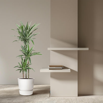 Dracaena Warneckei (Drachenbaum)
