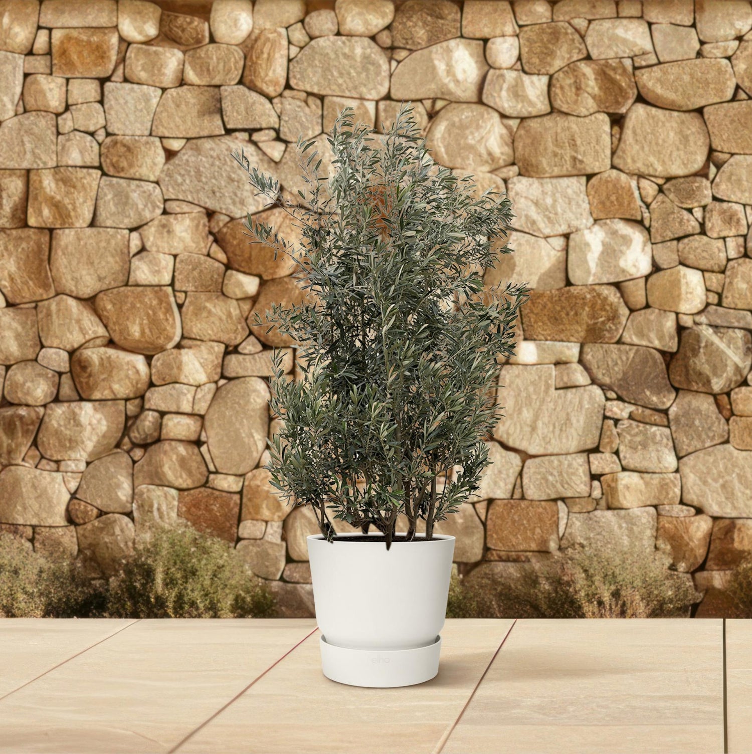 Olea europaea &