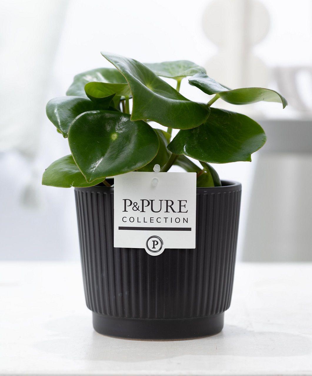 Peperomia Raindrop In P&amp;PURE Liv Ceramics Matt Black - Ø12cm - ↕25cm