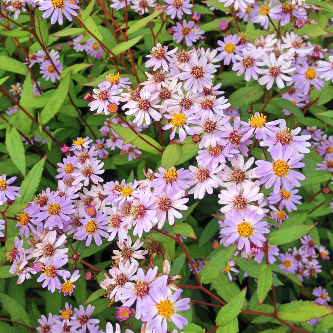 6x Kalimeris incisa &