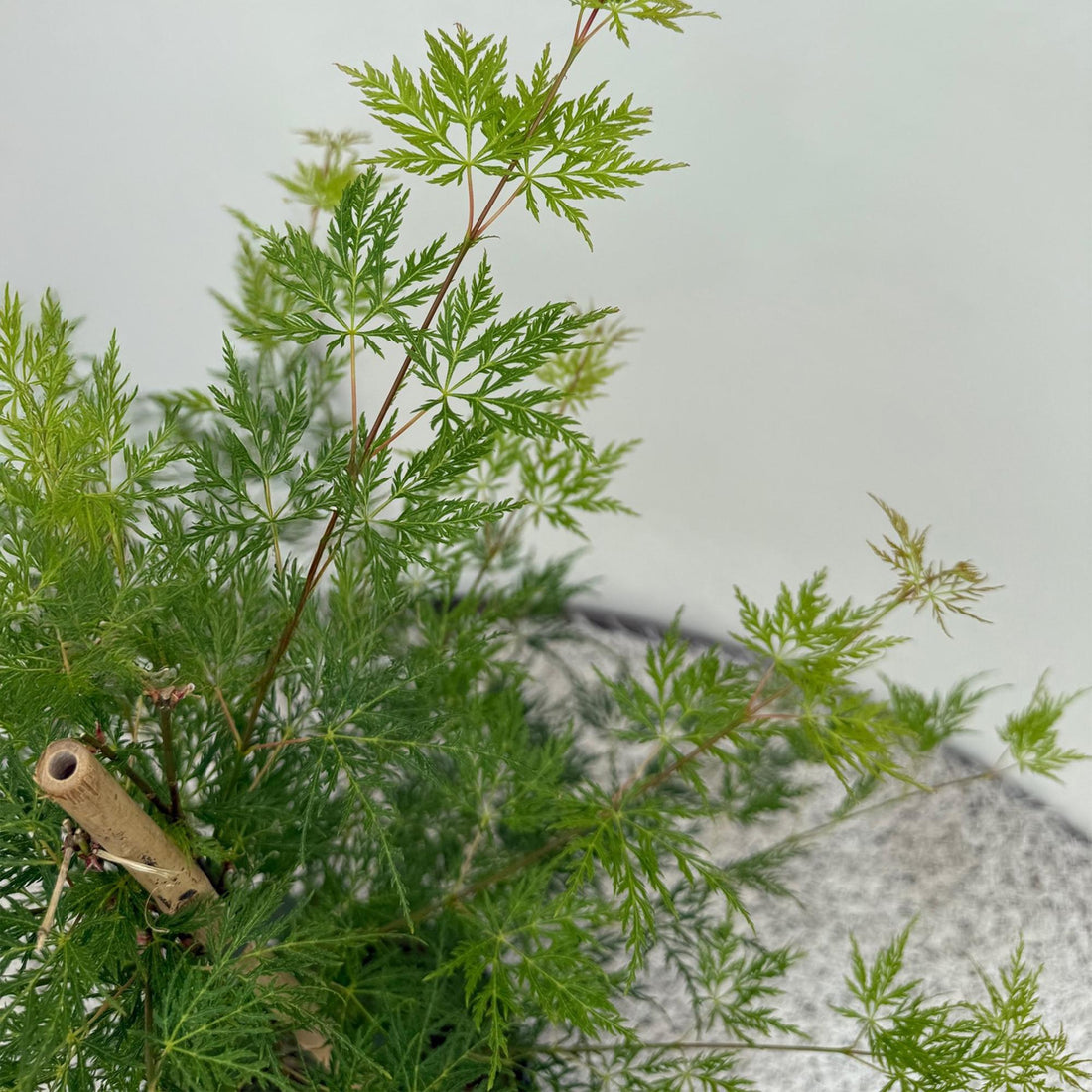 Japanischer Ahorn - Acer palmatum Emerald Lace - Grün - 1 Pflanze - Laubabwerfend - Topf 19cm Höhe 70cm