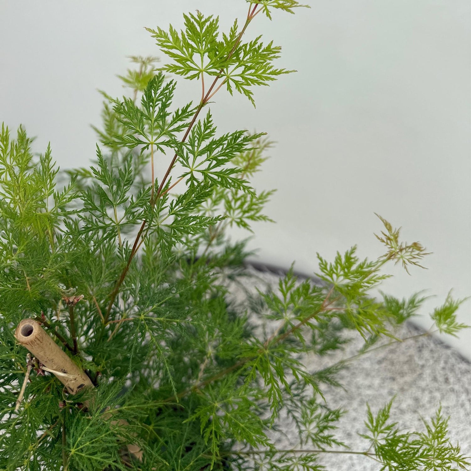 Japanischer Ahorn - Acer palmatum Emerald Lace - Grün - 1 Pflanze - Laubabwerfend - Topf 19cm Höhe 70cm