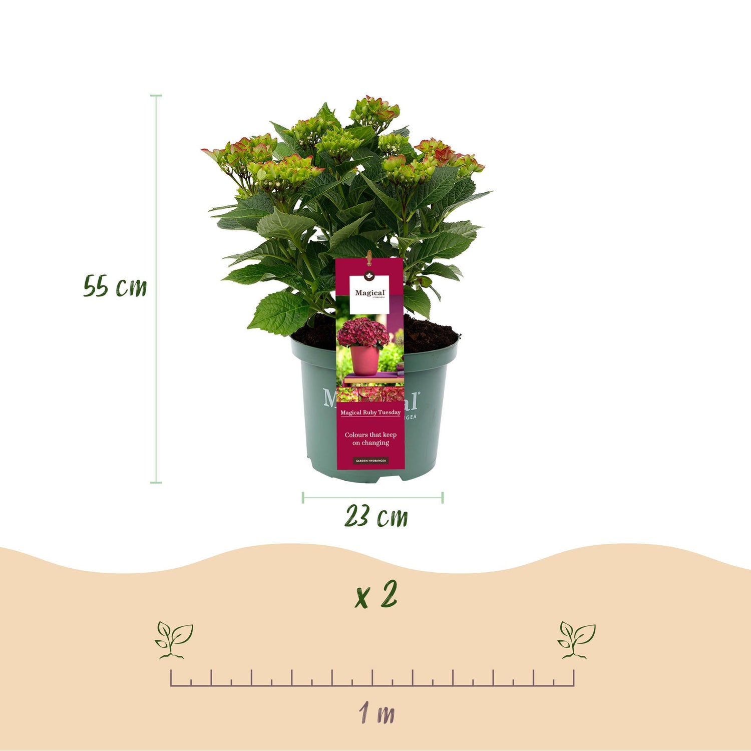 Balkon-Hortensie Magical Tuesday &amp; Sapphire Rot – 2 Pflanzen – 6–10 Blüten – Ø23 cm Topf – Höhe ca. 55 cm
