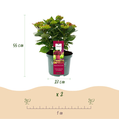 Balkon-Hortensie Magical Tuesday &amp; Sapphire Rot – 2 Pflanzen – 6–10 Blüten – Ø23 cm Topf – Höhe ca. 55 cm