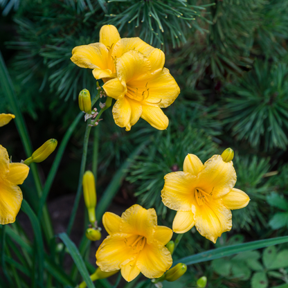 6x Hemerocallis &