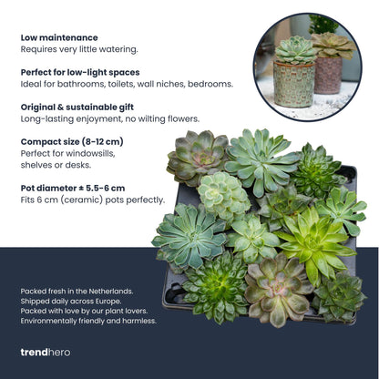 Sukkulenten-Set 6 Stück mit Mini-Keramiktöpfen Barcelona