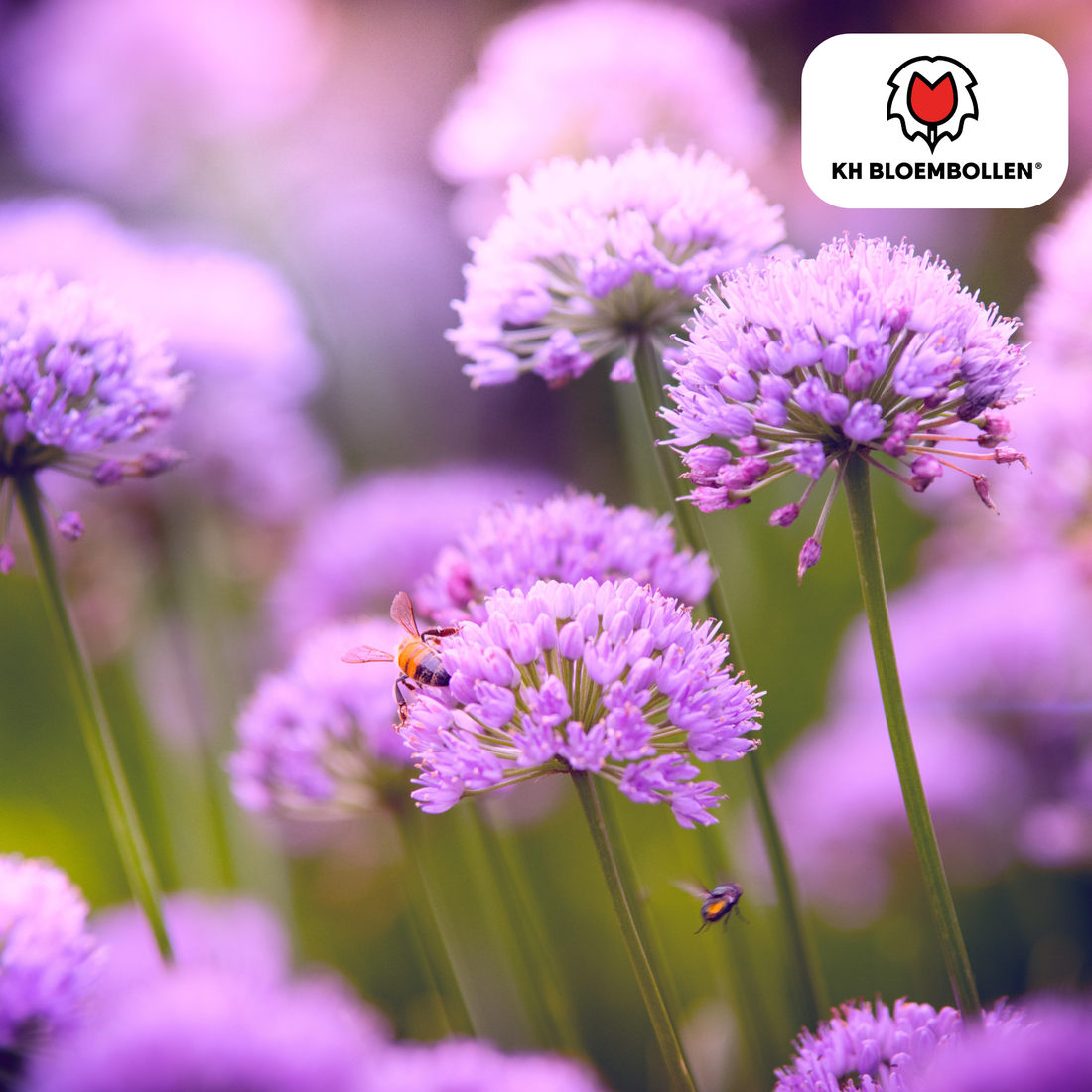 Allium carolinianum – 15 Stück | Zarter Kugel-Lauch für naturnahe Beete