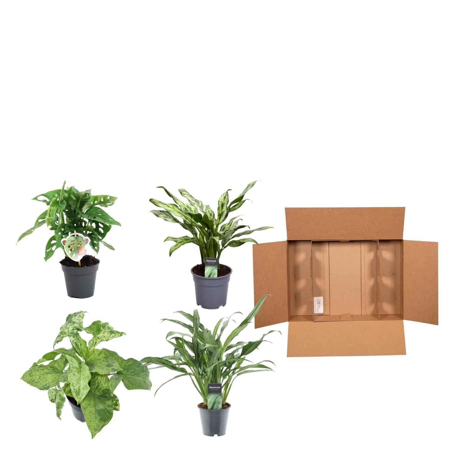 Pflanzenmix 4er-Set – Monstera, Aglaonema &amp; Syngonium