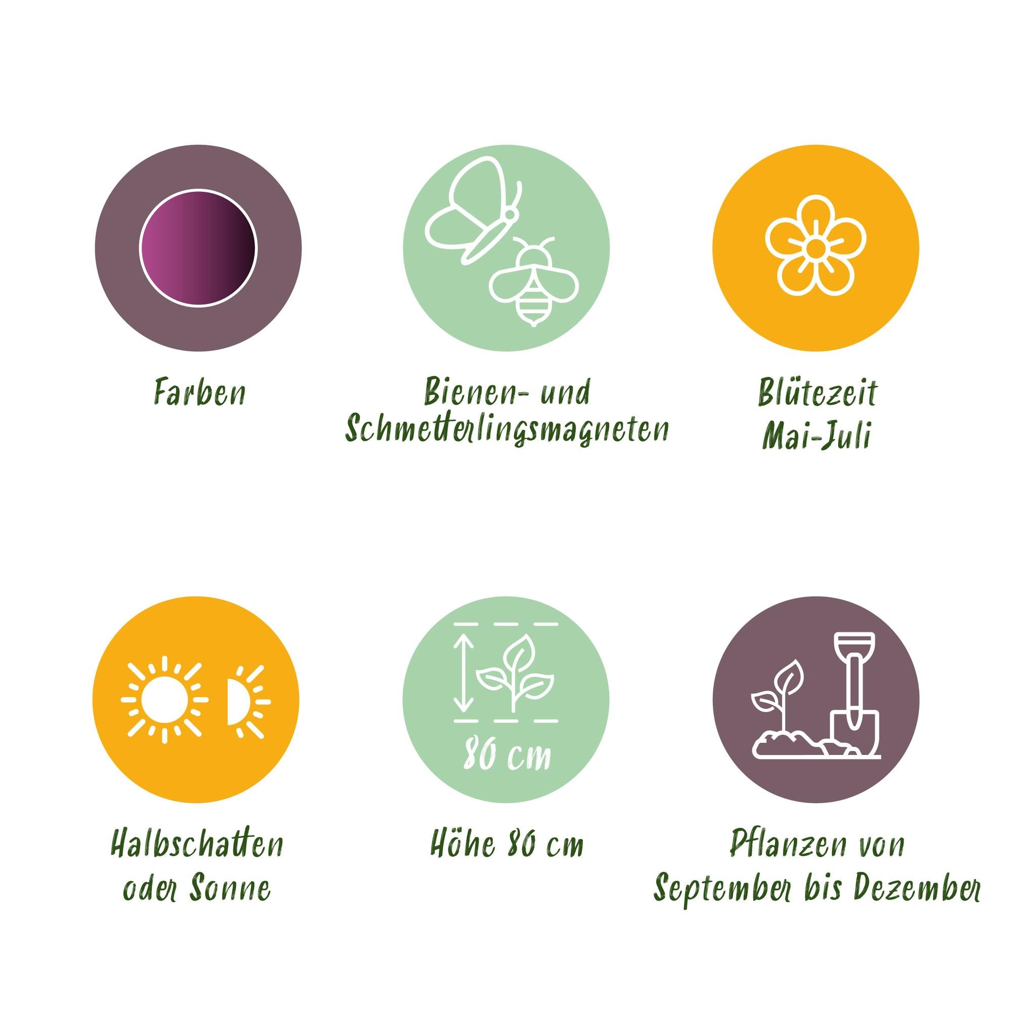 Allium Miami Blumenzwiebeln | 15 Stück Lila – Zwiebelgröße 10/11 – XXL Pack